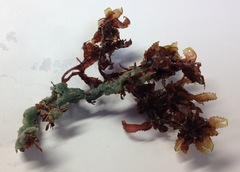 Melanamansia glomerata