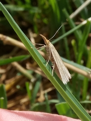 Xanthocrambus caducellus