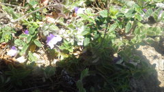 Kickxia commutata commutata