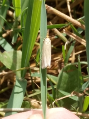 Xanthocrambus caducellus