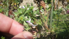 Kickxia commutata commutata