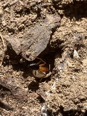 Camponotus