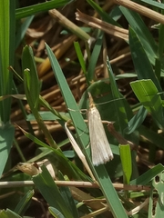 Xanthocrambus caducellus