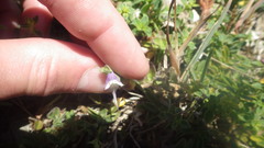 Kickxia commutata commutata