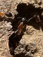 Camponotus