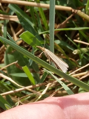 Xanthocrambus caducellus