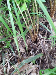 Dryopteris filix-mas