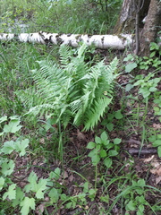 Dryopteris filix-mas