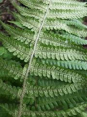 Dryopteris filix-mas