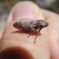 Aphrophora corticea