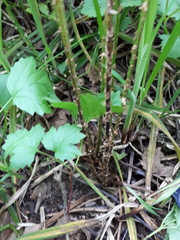 Dryopteris carthusiana