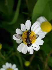 Cerceris arenaria