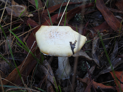 Amanita ananiceps
