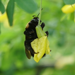 Bombus nevadensis