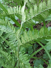 Dryopteris carthusiana
