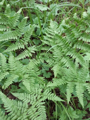 Dryopteris carthusiana