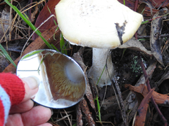 Amanita ananiceps