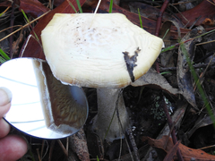 Amanita ananiceps