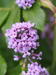Buddleja alternifolia