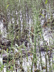 Equisetum fluviatile