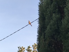 Anthochaera chrysoptera chrysoptera