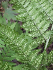 Dryopteris carthusiana