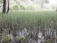 Equisetum fluviatile