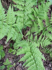 Dryopteris carthusiana