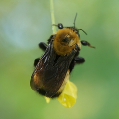 Bombus nevadensis