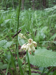 Primula veris