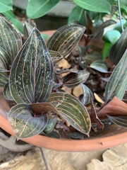 Ludisia discolor