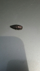 Chrysochroinae
