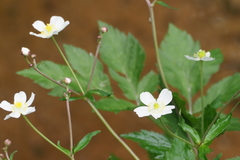 Ranunculus aconitifolius