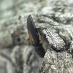 Isorhipis obliqua