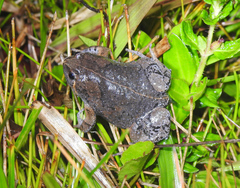 Hypopachus guancasco