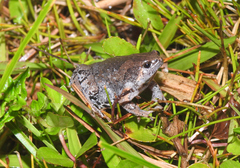 Hypopachus guancasco