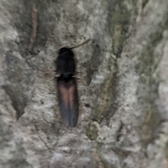 Isorhipis obliqua