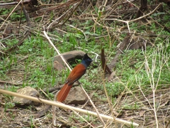 Terpsiphone viridis