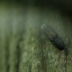 Isorhipis obliqua