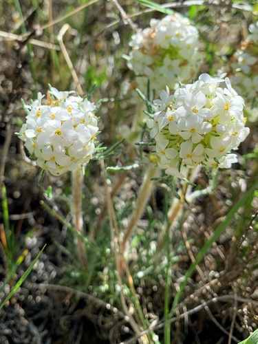 Ipomopsis spicata var. cephaloidea