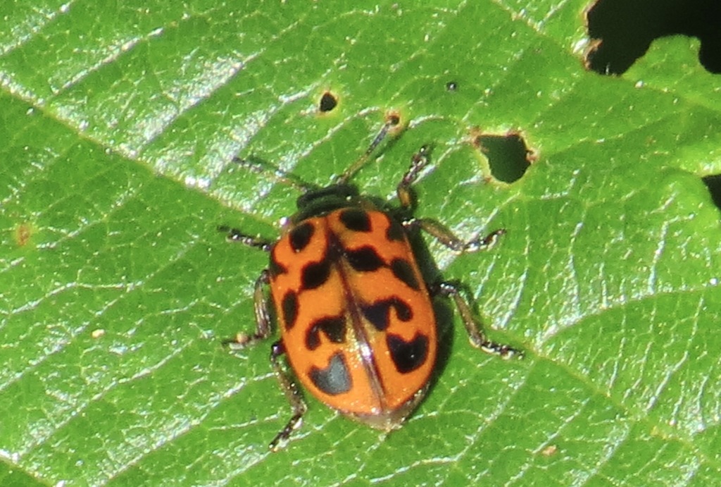 Chrysomela alnicola