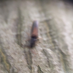 Isorhipis obliqua