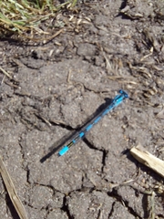 Enallagma cyathigerum