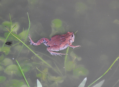 Hypopachus guancasco