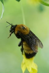 Bombus nevadensis