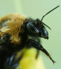 Bombus nevadensis