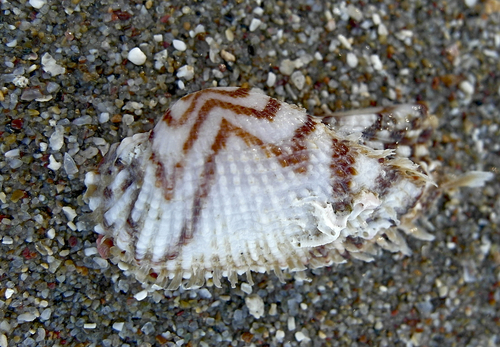 Kunjka (Arca noae)
