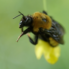 Bombus nevadensis