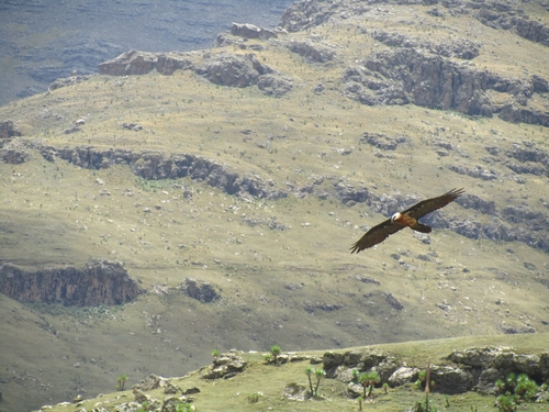 African Bearded Vulture