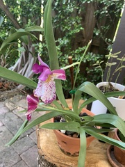 Miltoniopsis